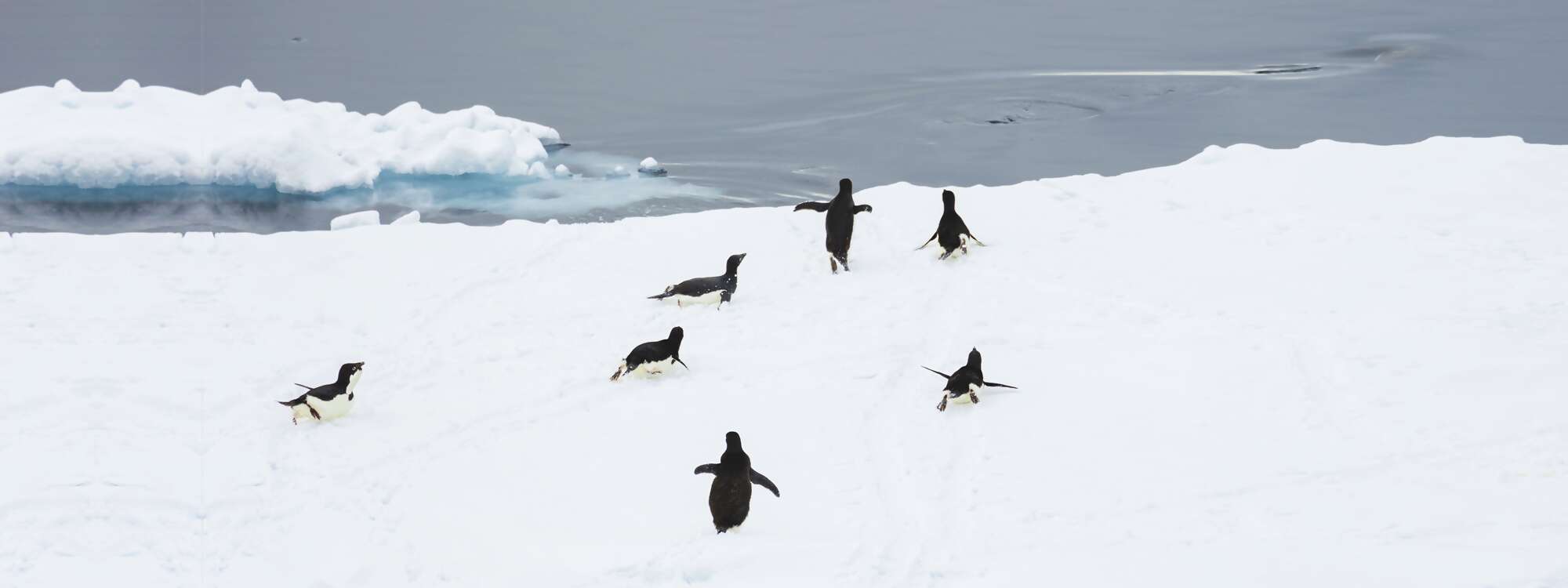 Adelie-Pinguin (Pygoscelis Adeliae) auf Meereis, Antarctic Sound, in der Nähe von Brown Bluff, Tabarin-Halbinsel in der Antarktis